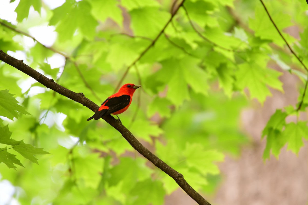 Scarlet Tanager - ML611403142