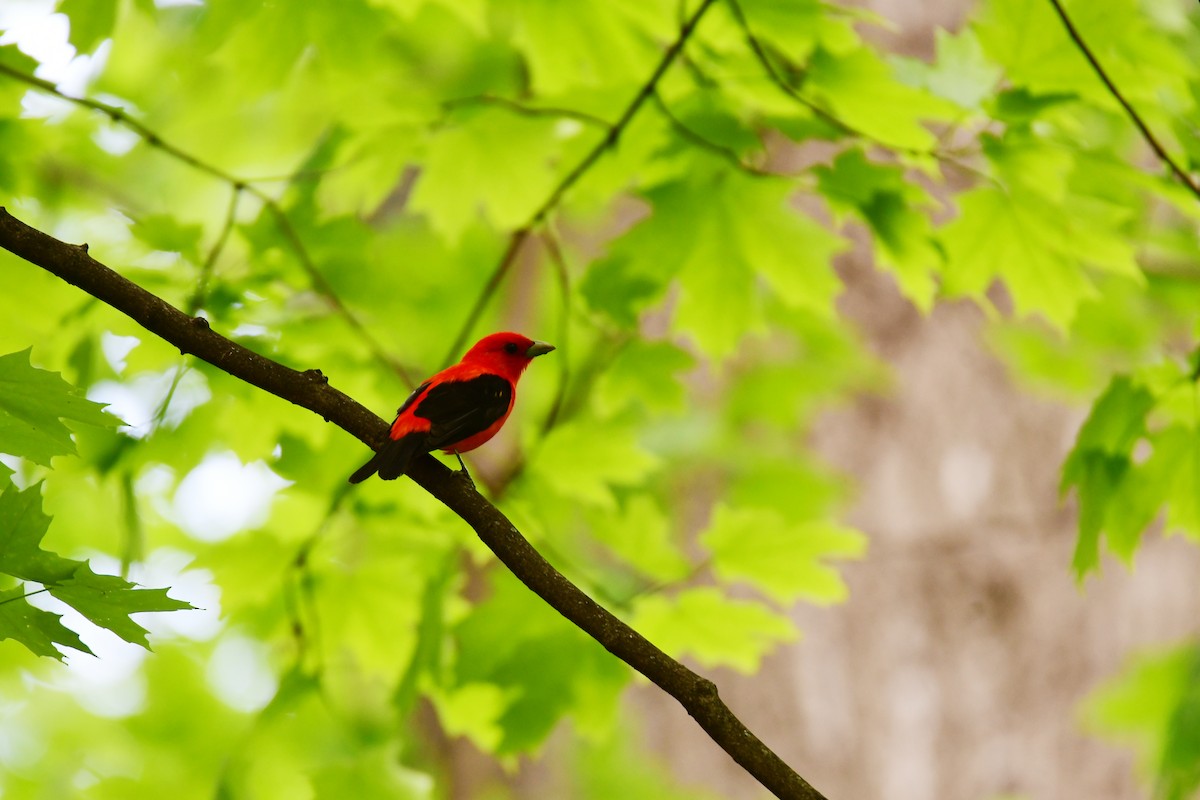 Scarlet Tanager - ML611403144