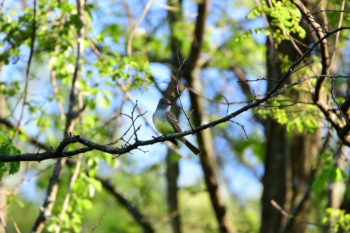 Great Crested Flycatcher - ML611403186