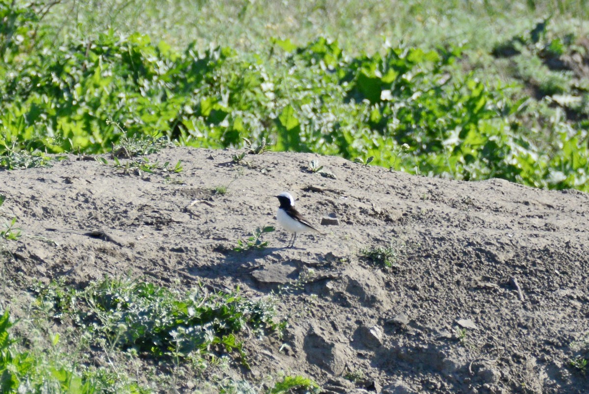 Pied Wheatear - ML611403192