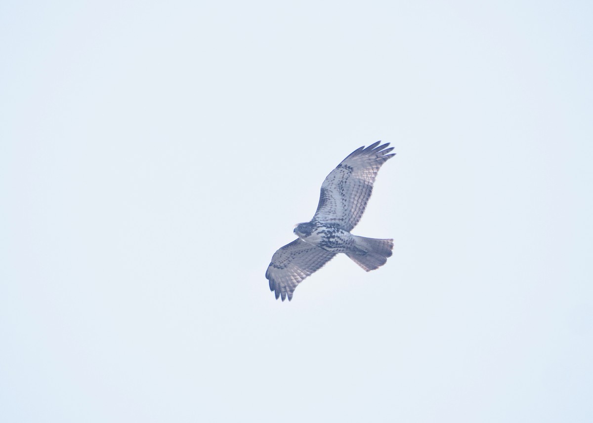 Red-tailed Hawk - ML611403198