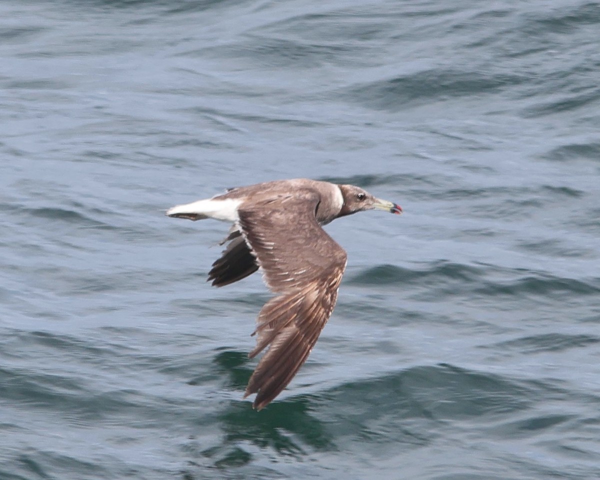 Sooty Gull - Mustafa Adamjee