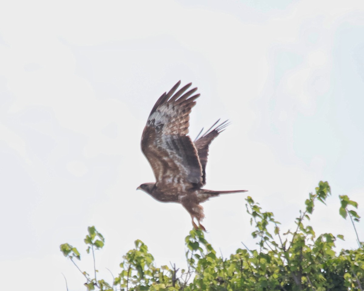 European Honey-buzzard - ML611403495