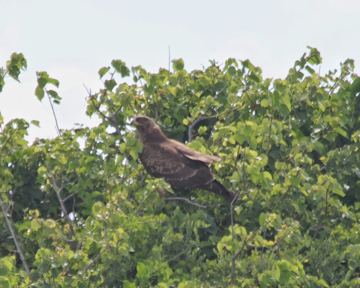 European Honey-buzzard - ML611403496