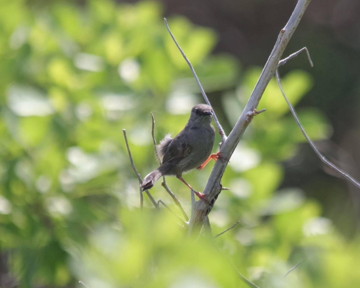 Gray Wren-Warbler - ML611403500