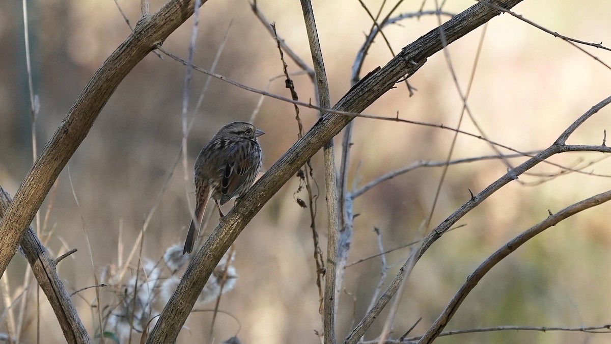 Song Sparrow - ML611403516