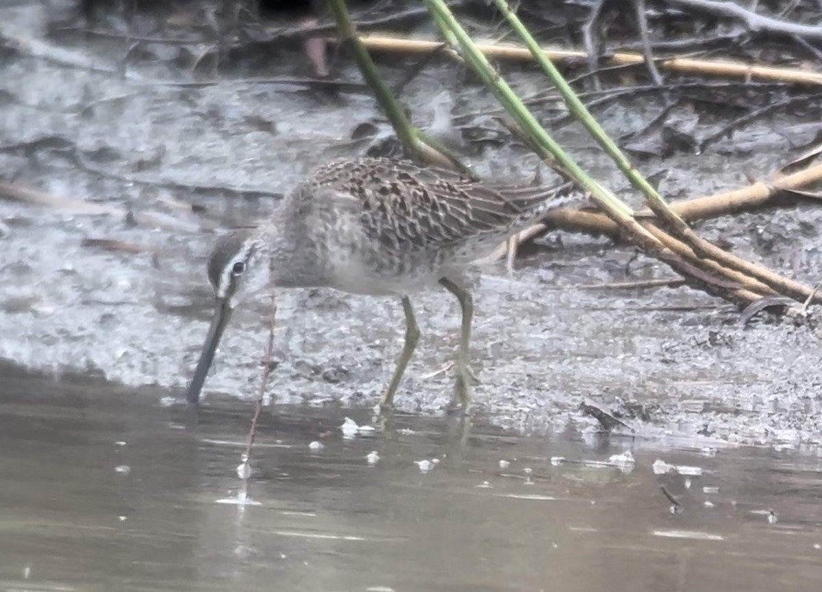 Long-billed Dowitcher - ML611403529