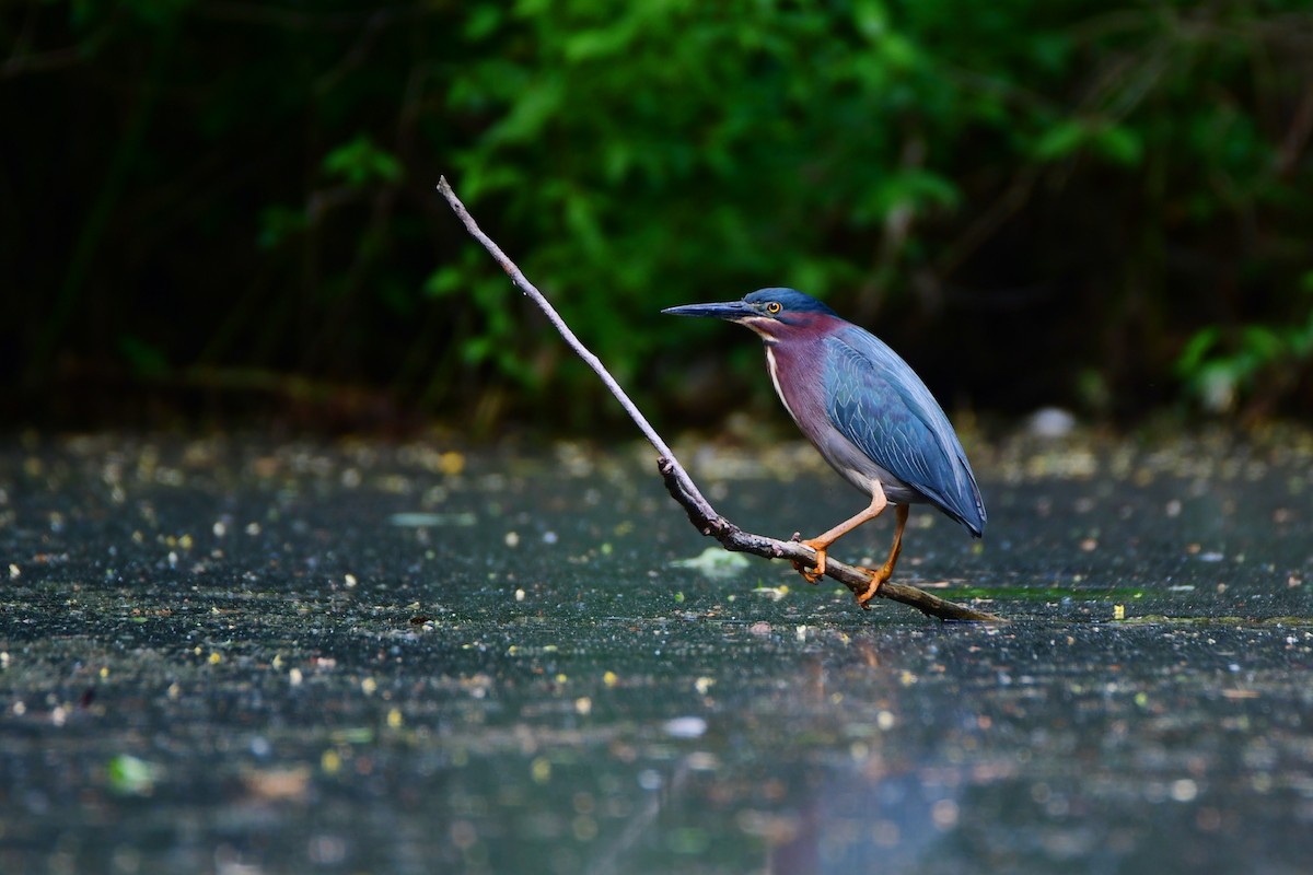 Green Heron - ML611403573