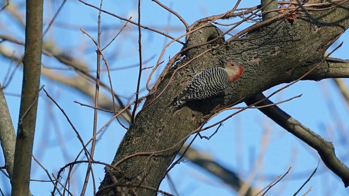 Red-bellied Woodpecker - ML611403576