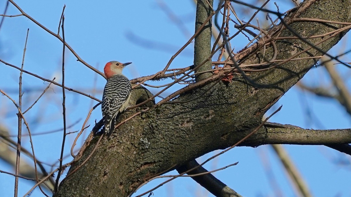 Red-bellied Woodpecker - ML611403580