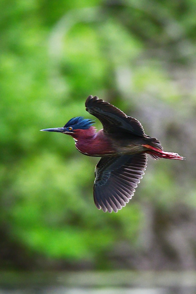 Green Heron - ML611403621
