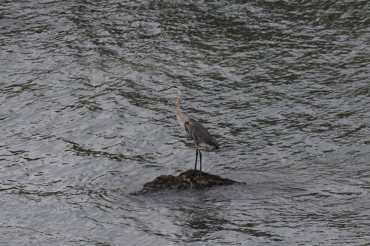 Great Blue Heron - ML611403655