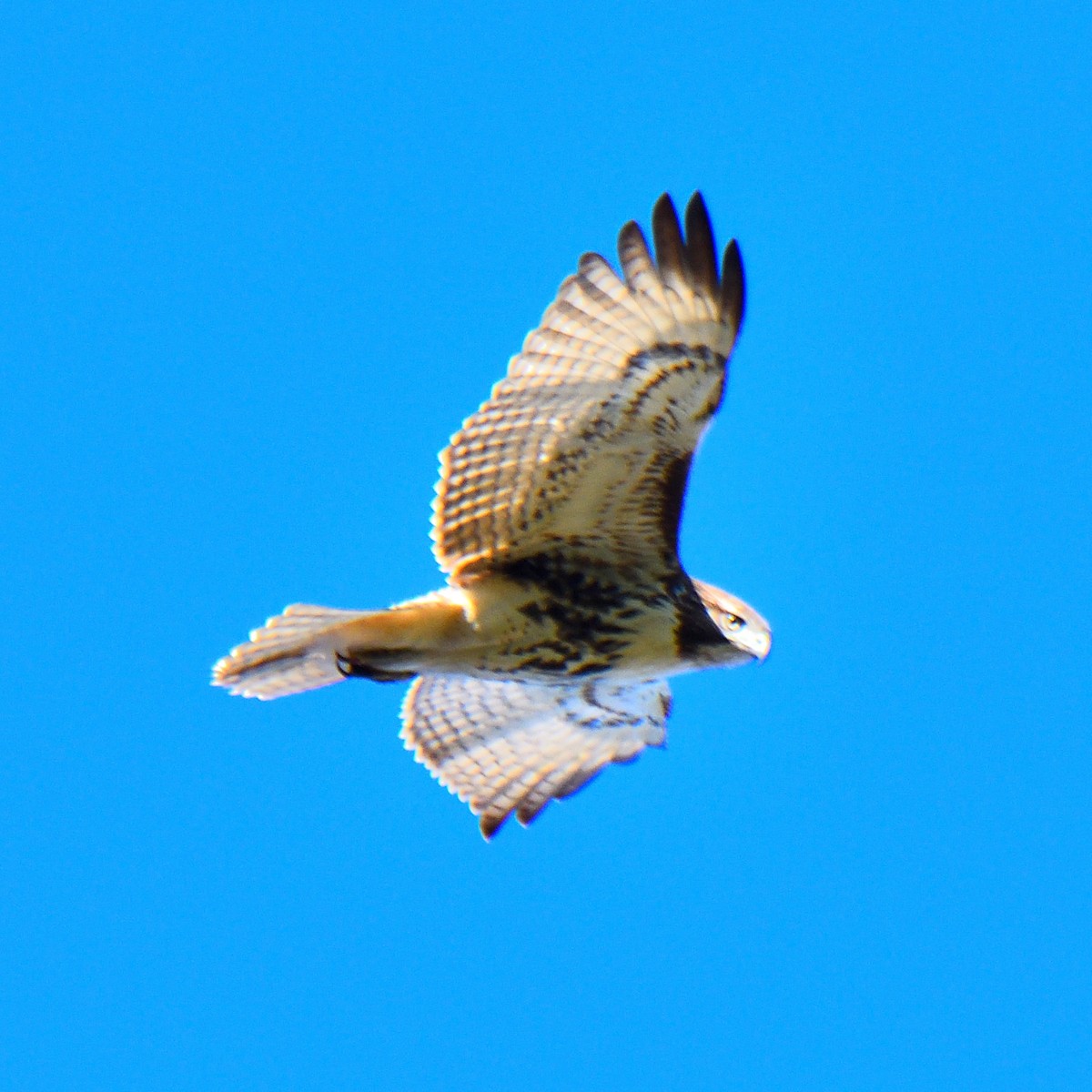 Red-tailed Hawk - Dan Edelen