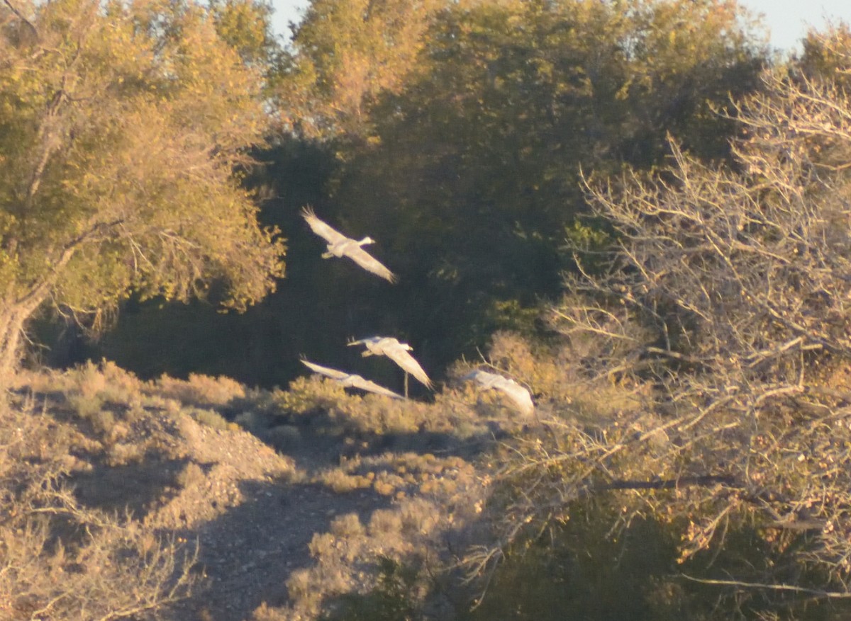 Sandhill Crane (Greater) - ML611403716