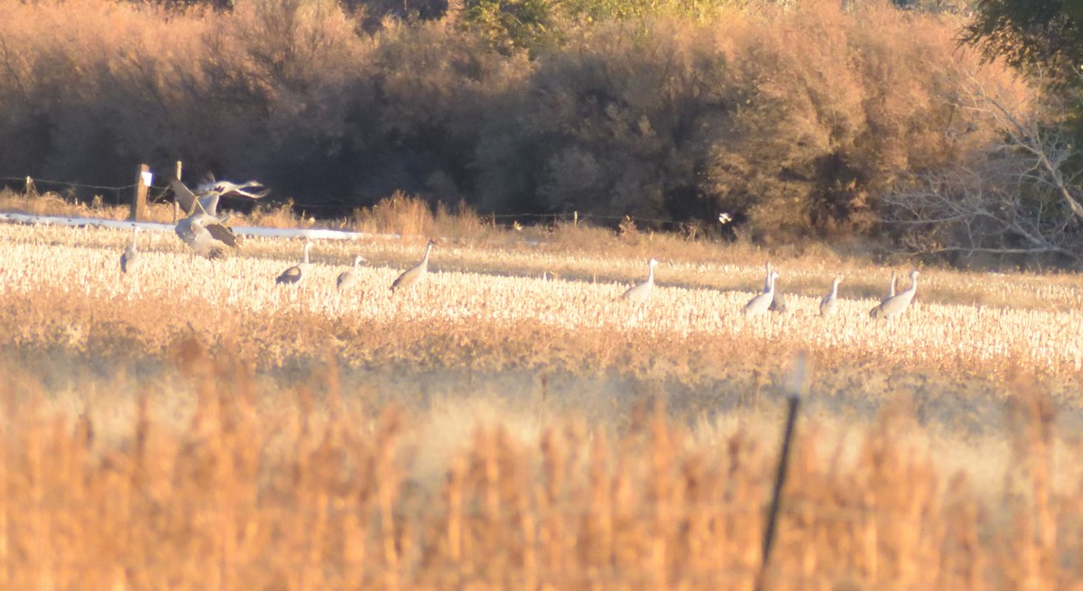 Sandhill Crane (Greater) - ML611403717