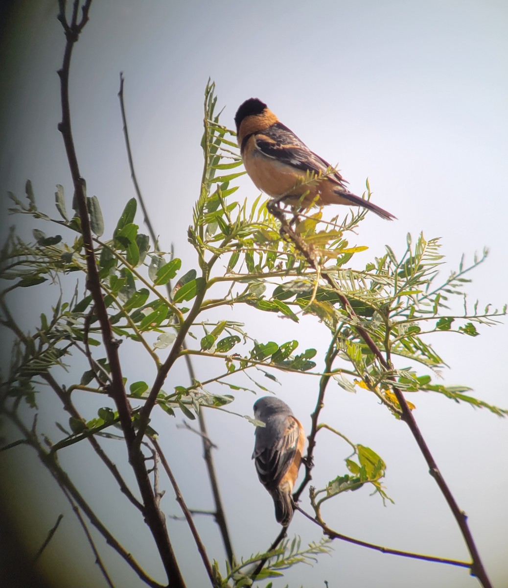 Rusty-collared Seedeater - ML611403722