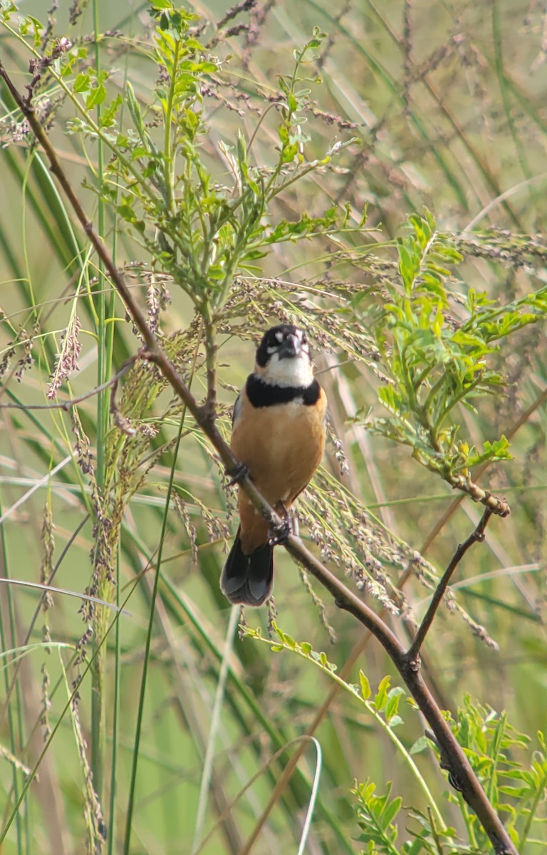 Rusty-collared Seedeater - ML611403723