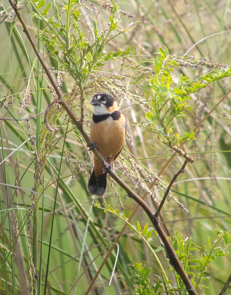 Rusty-collared Seedeater - ML611403724