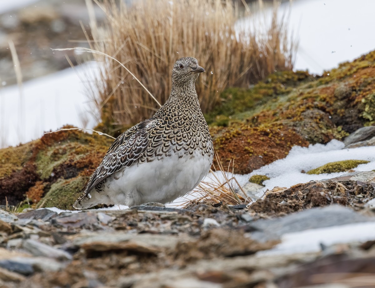 White-bellied Seedsnipe - Mike Edgecombe