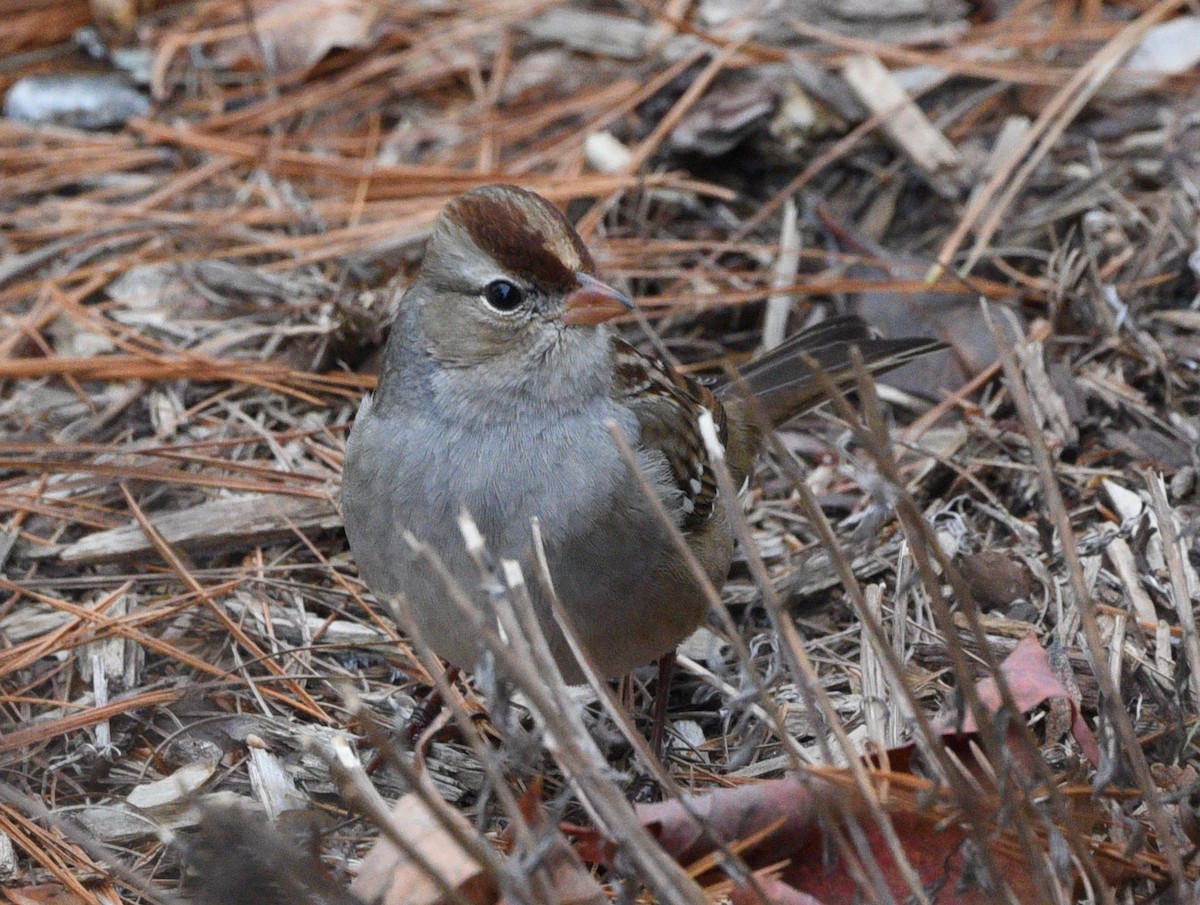 White-crowned Sparrow - ML611403761