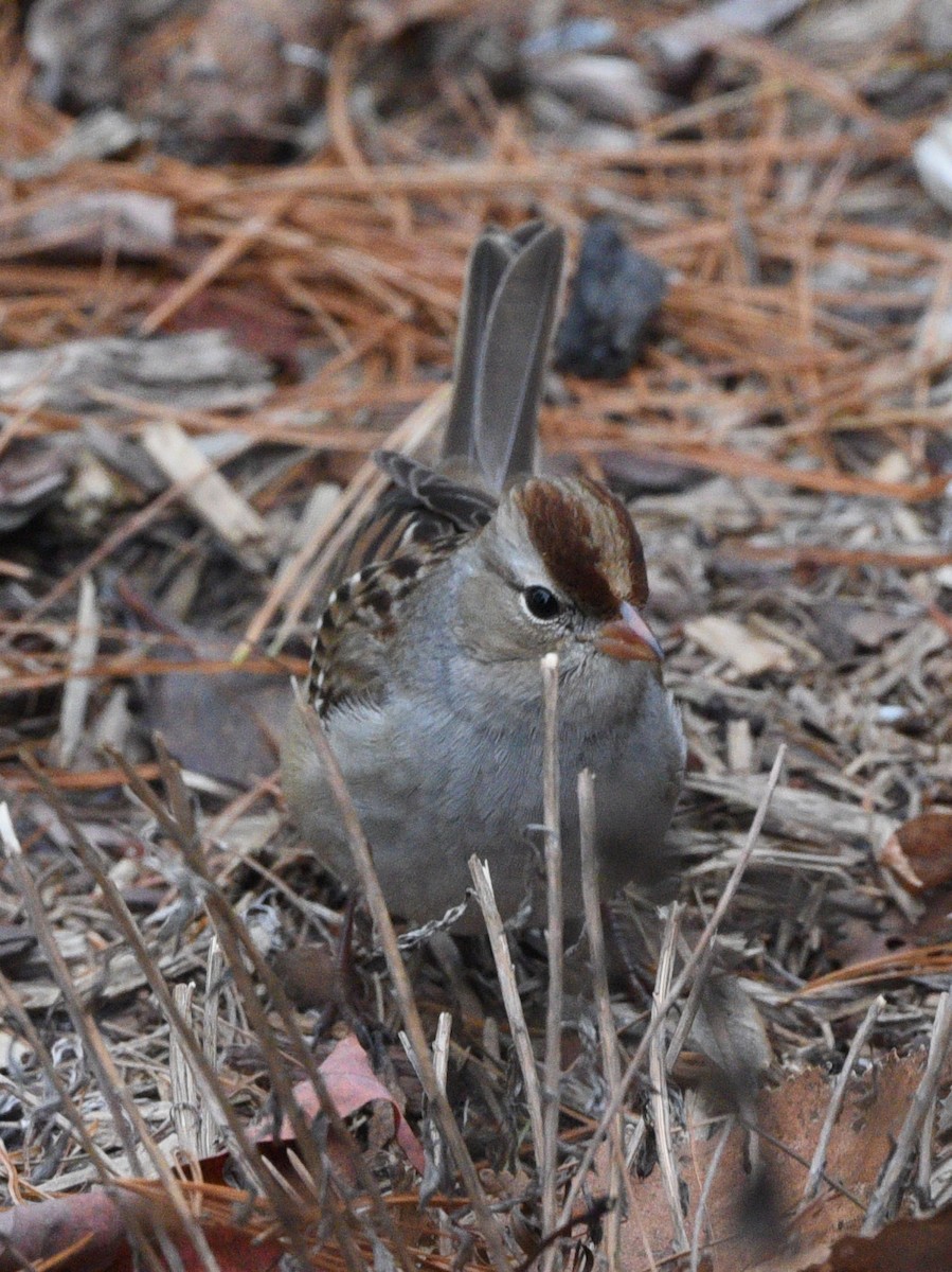 White-crowned Sparrow - ML611403762