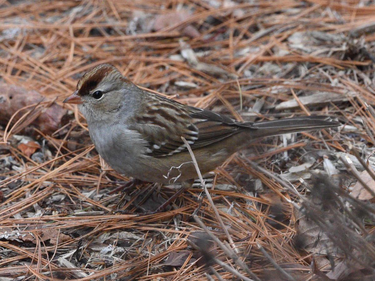 White-crowned Sparrow - ML611403764