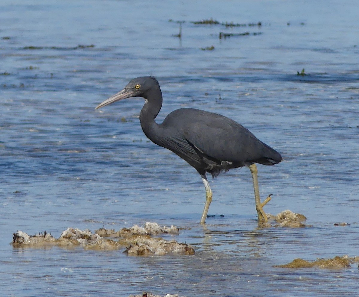 Pacific Reef-Heron - ML611403765