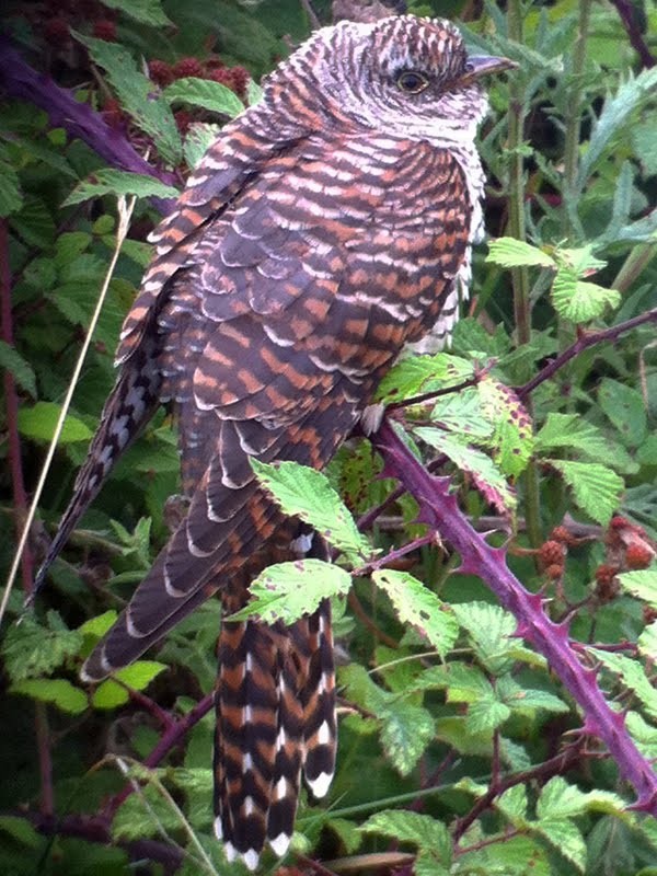 Common Cuckoo - ML611403779