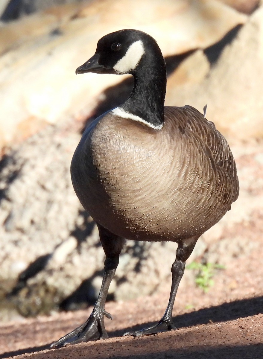 Cackling Goose - ML611403818