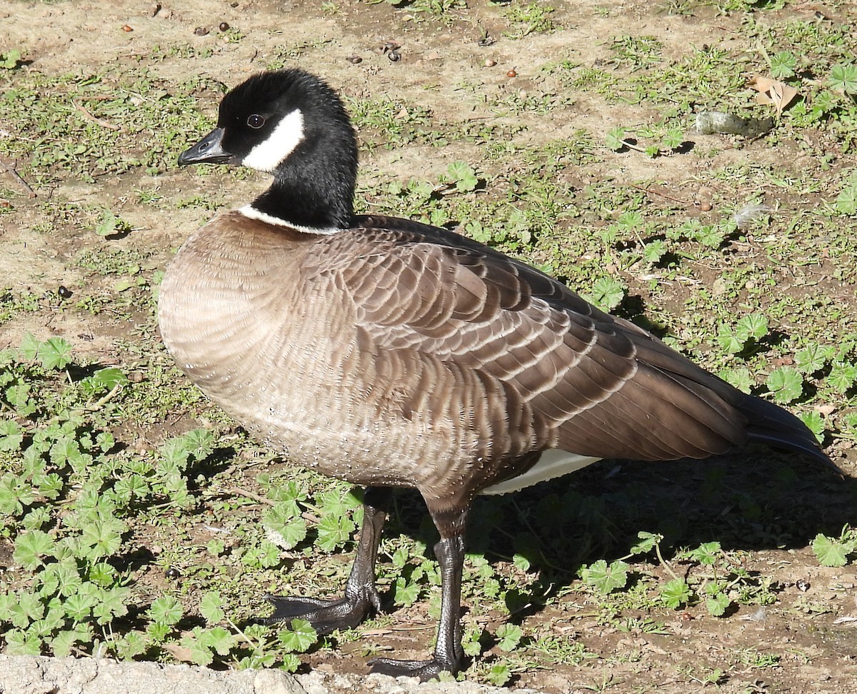 Cackling Goose - ML611403820