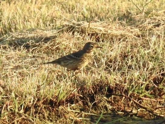 linduška tundrová - ML611403902