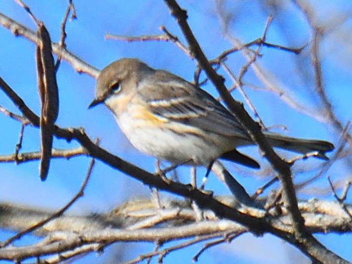 Yellow-rumped Warbler - Dan Edelen