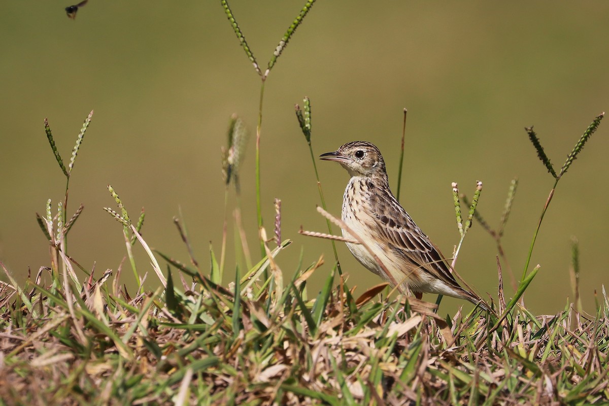 Yellowish Pipit - ML611404055