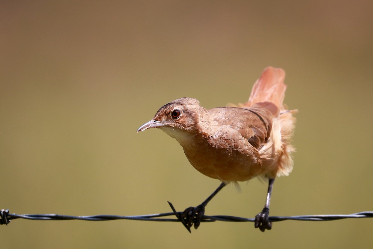 Rufous Hornero - Stephan Skaarup Båsen Lund