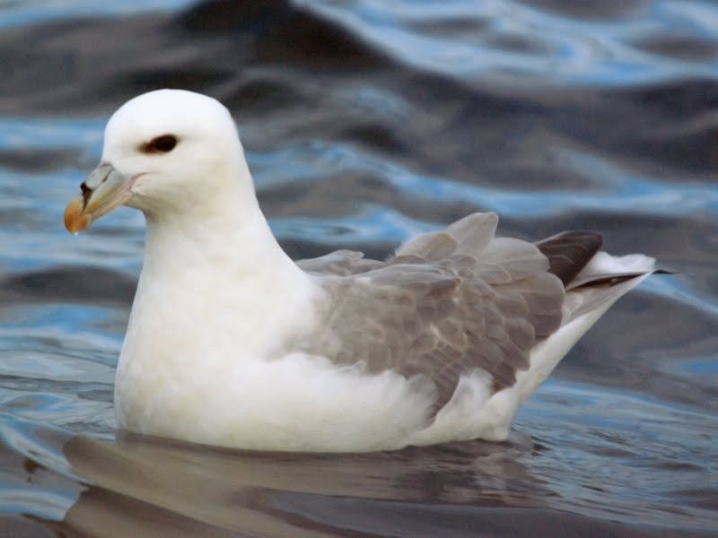 Northern Fulmar - ML611404116