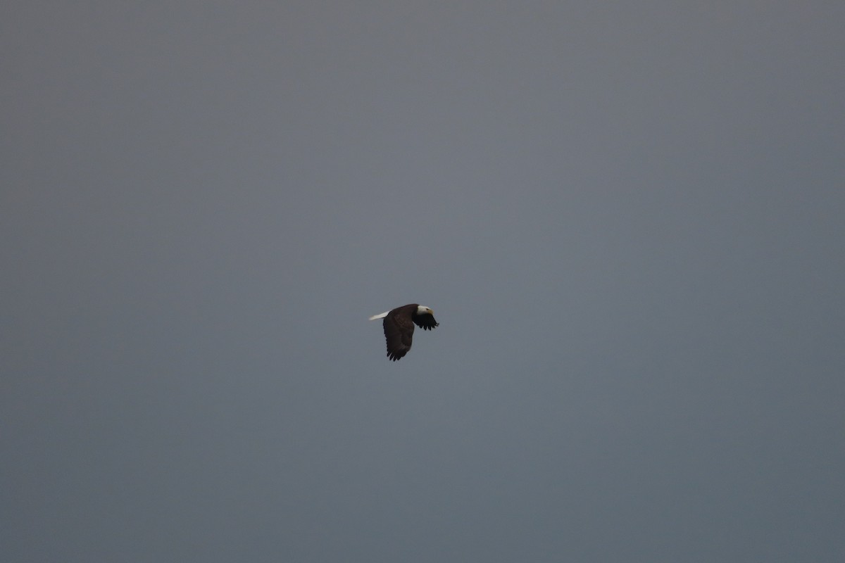 Bald Eagle - ML611404121