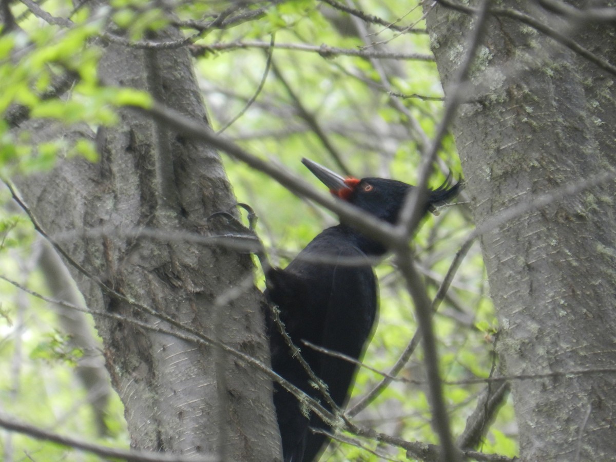 Magellanic Woodpecker - ML611404127