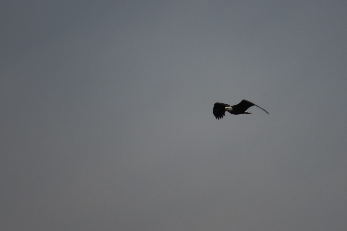 Bald Eagle - ML611404128