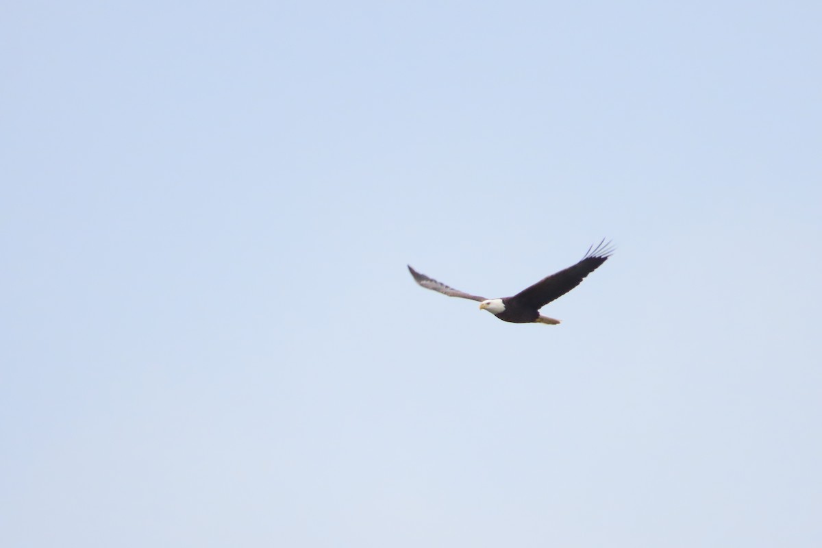 Bald Eagle - ML611404129