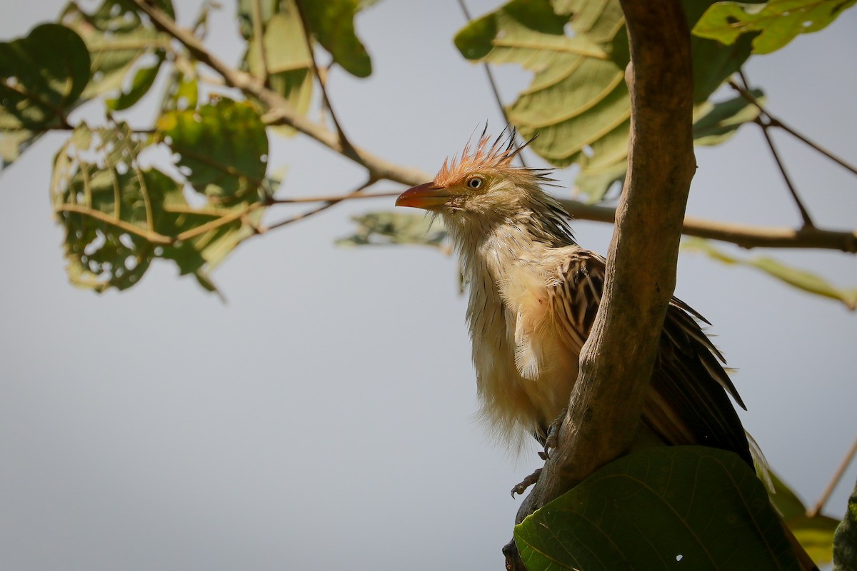 Guira Cuckoo - ML611404145