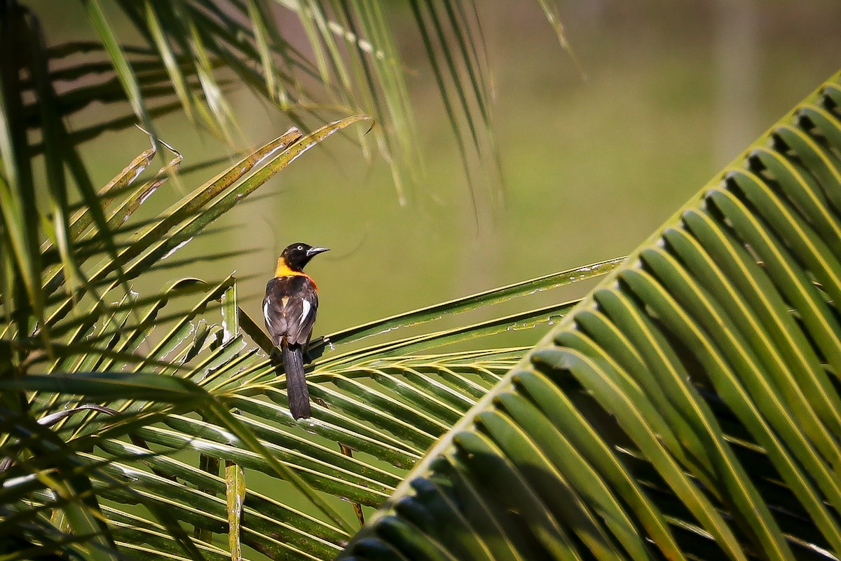 Oriole des campos - ML611404155