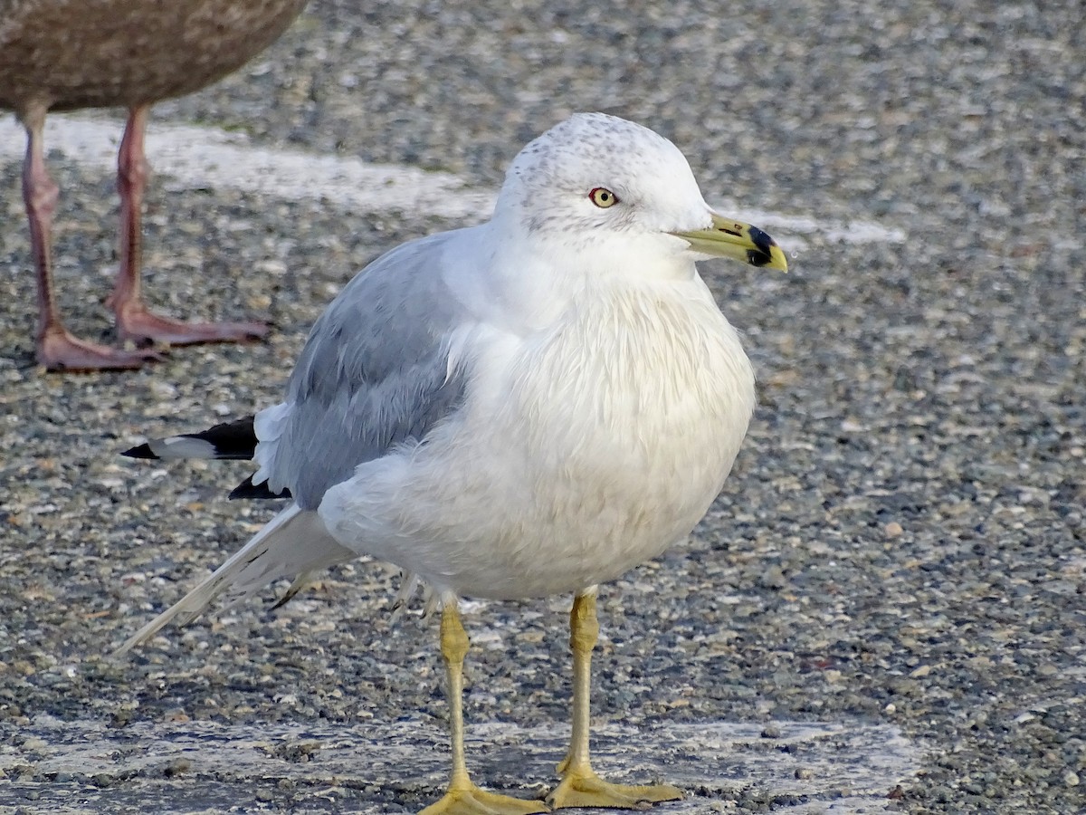 Ring-billed Gull - Paul Foth