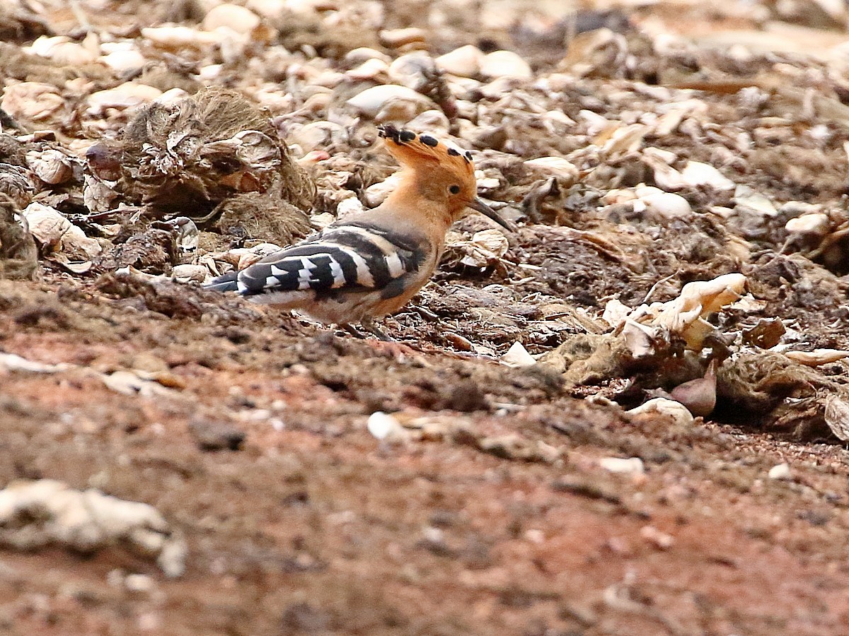 Madagascar Hoopoe - ML611404289