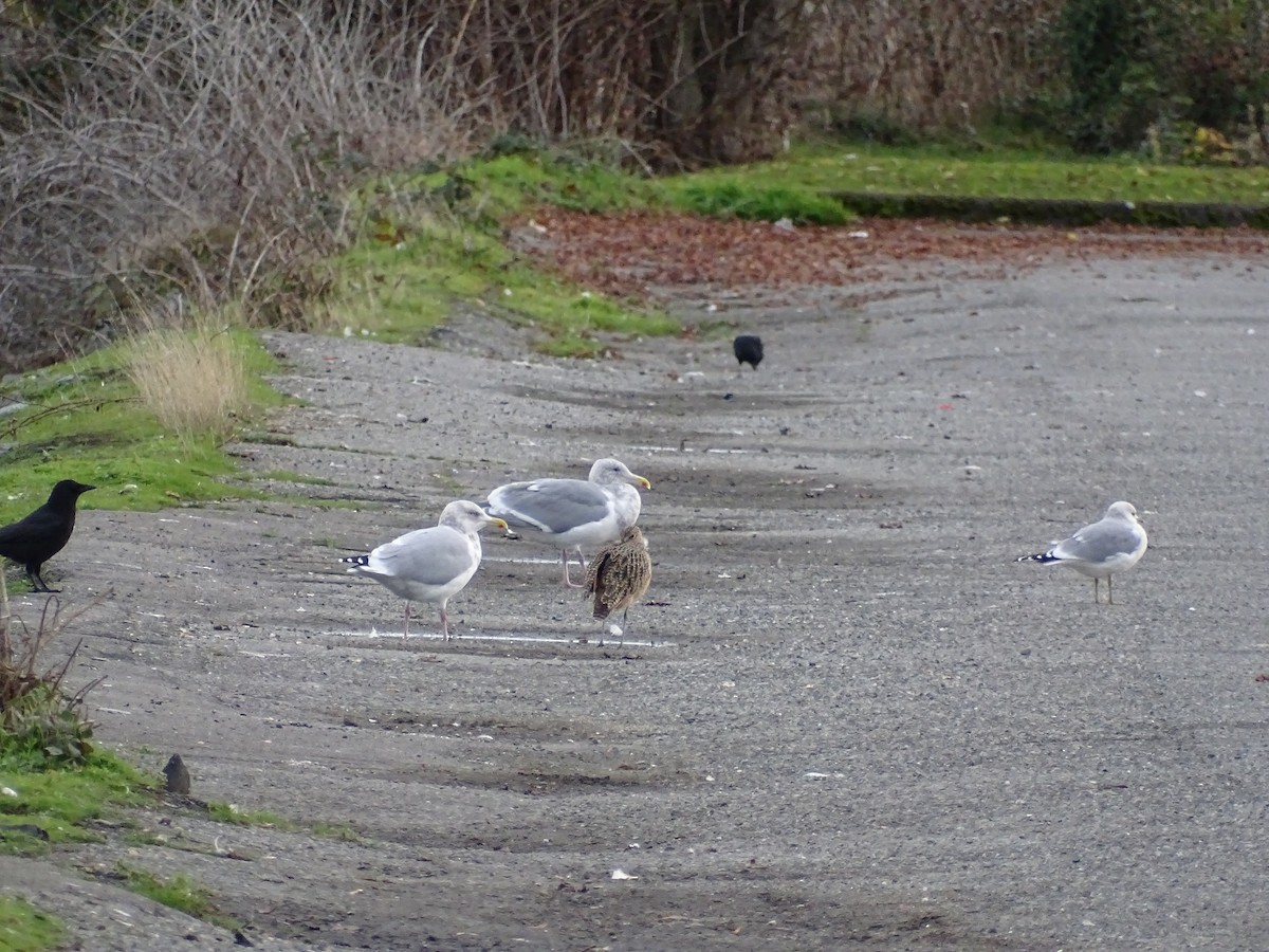 Herring Gull - ML611404300