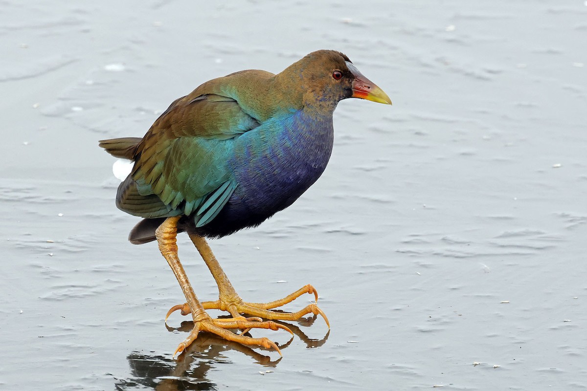 Purple Gallinule - ML611404307