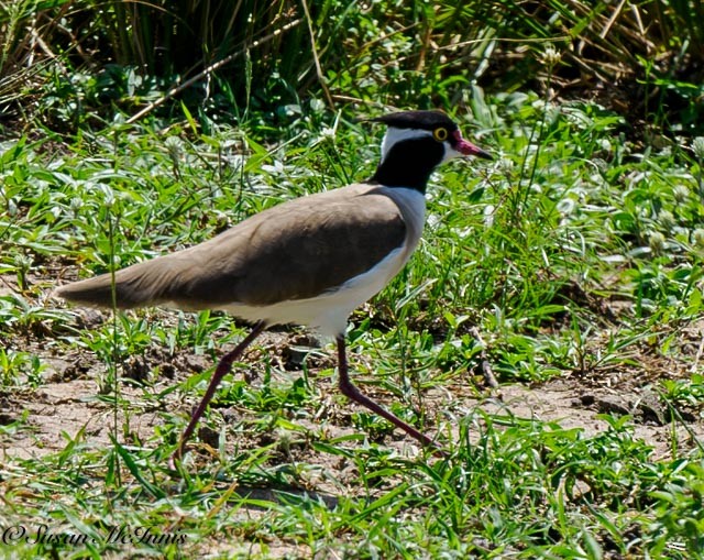 Black-headed Lapwing - Susan Mac