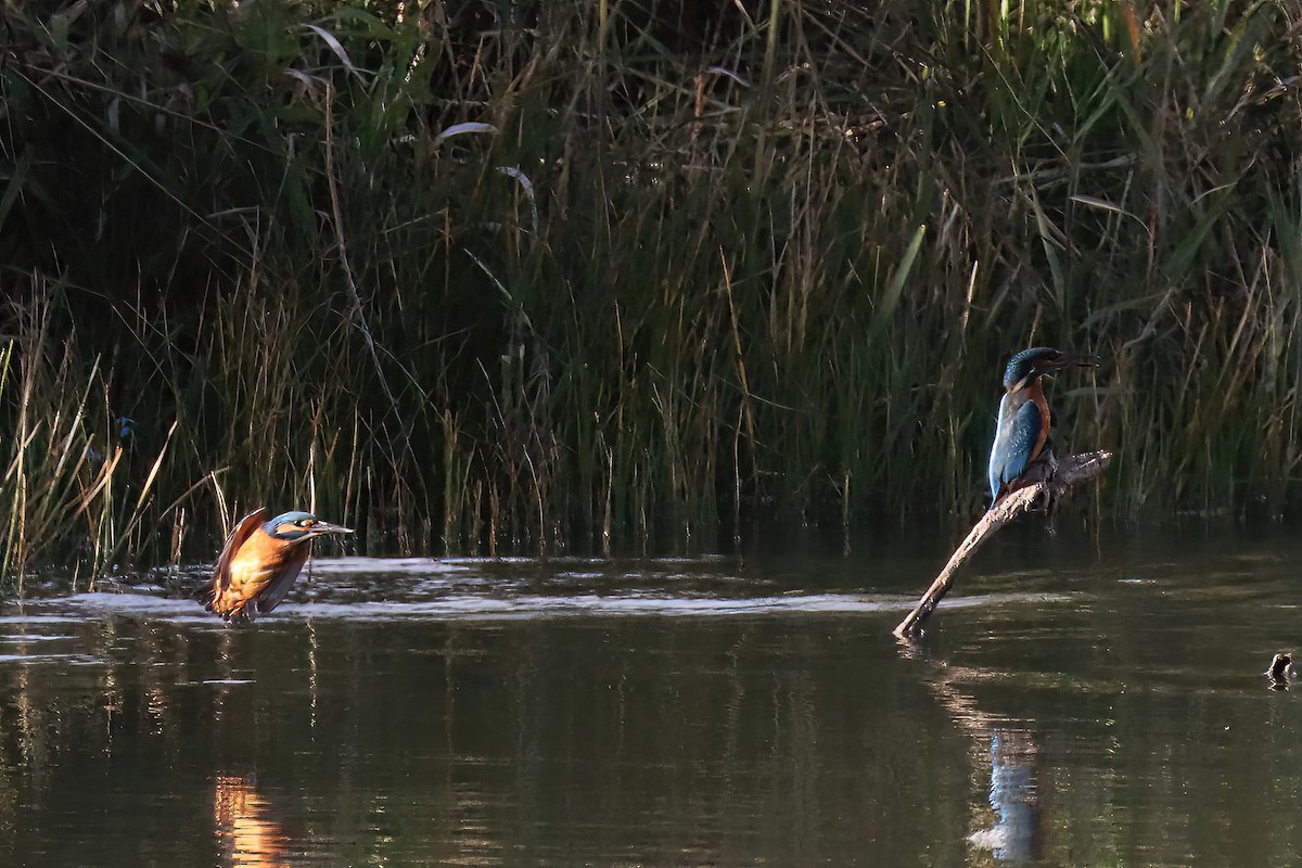 Common Kingfisher - ML611404363