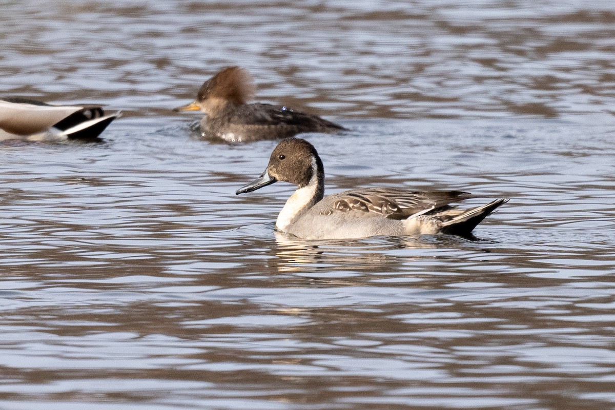 Northern Pintail - ML611404404