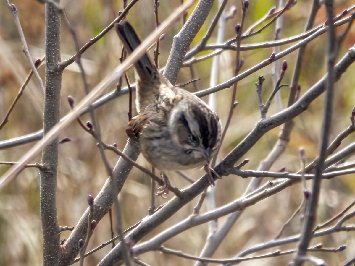 Swamp Sparrow - ML611404428