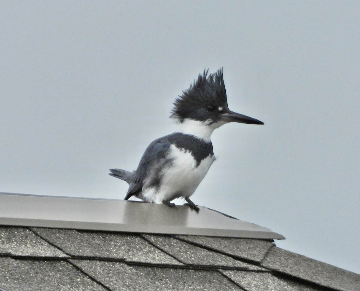 Belted Kingfisher - ML611404461